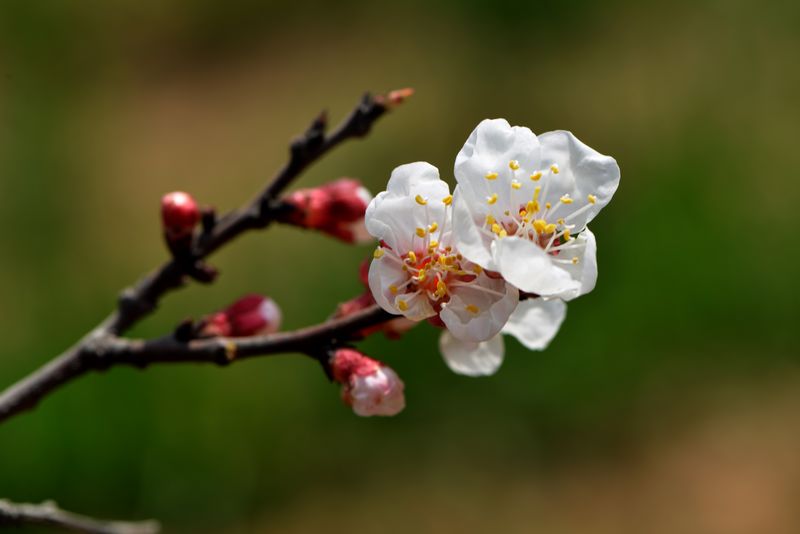 花之语