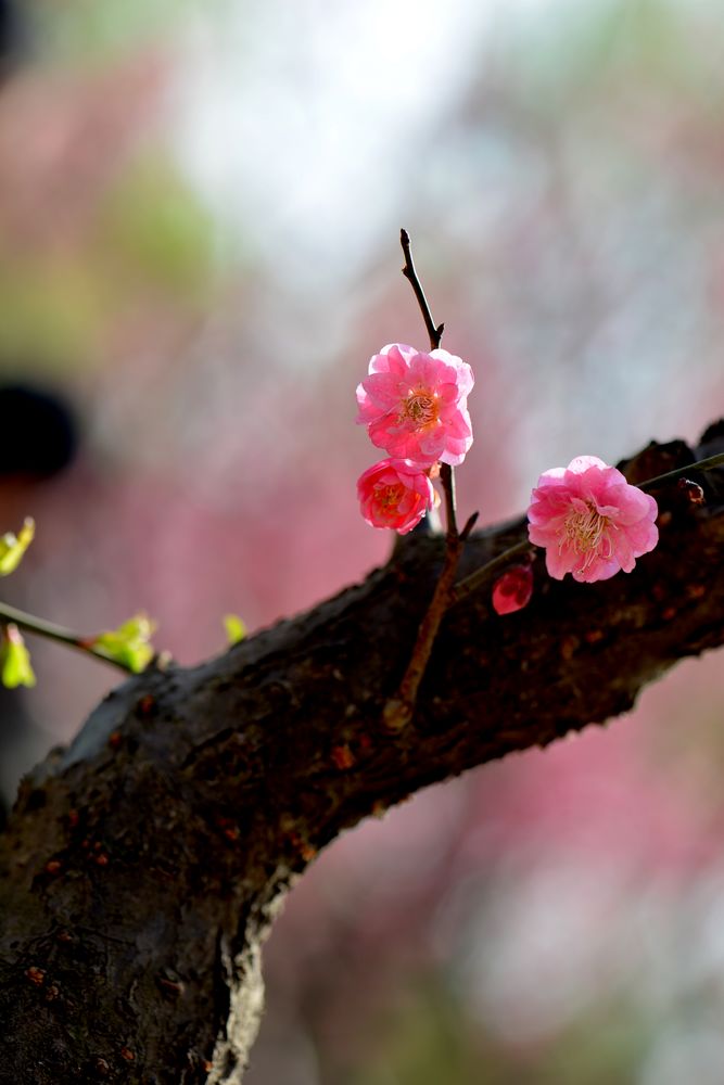 花之语