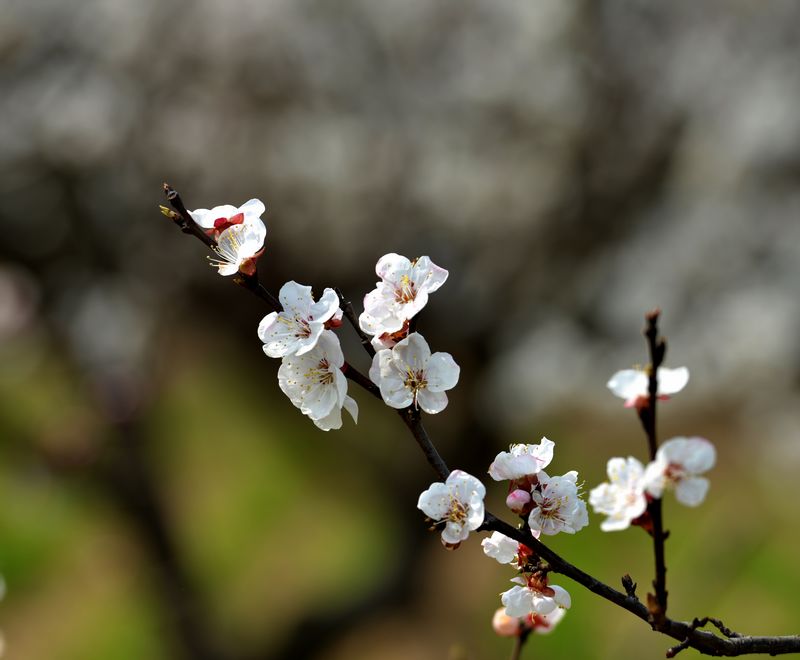花之语