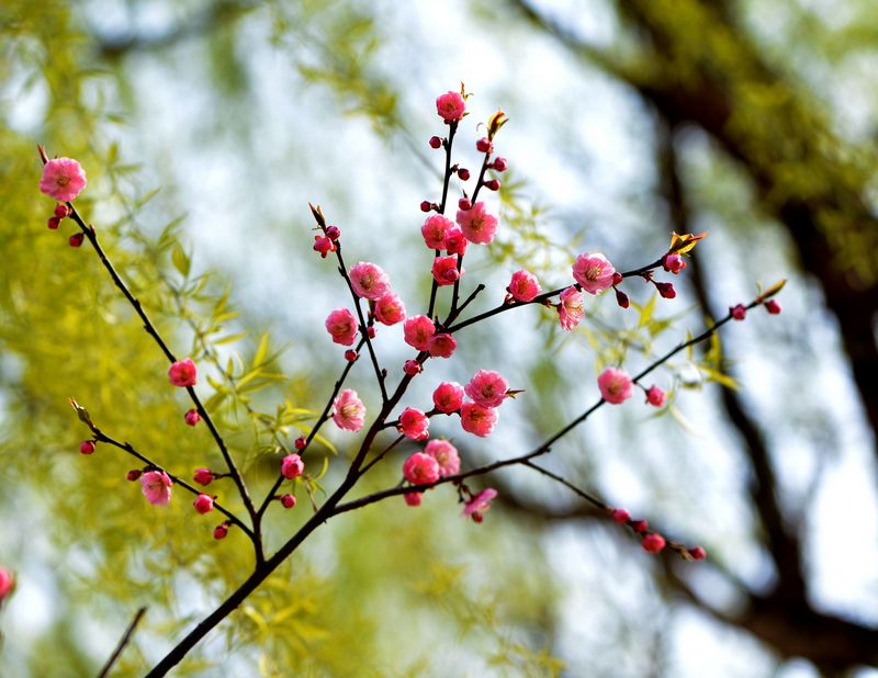 花之语