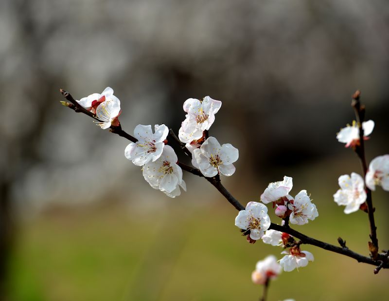 花之语