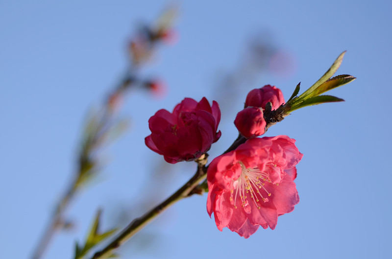 春意正浓，花儿开