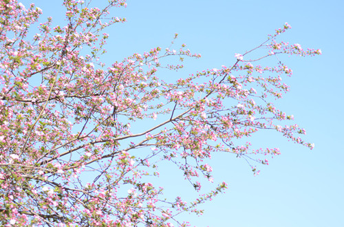 春意正浓，花儿开