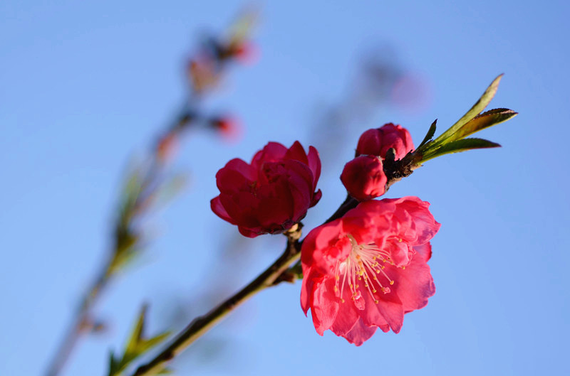 春意正浓，花儿开