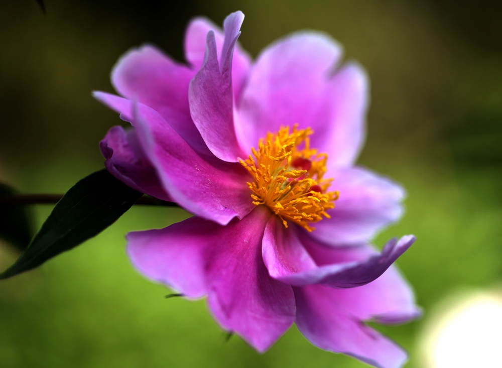 芍药花一组