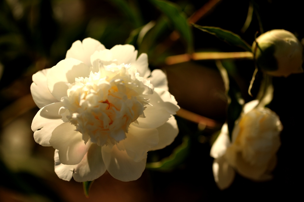 芍药花一组