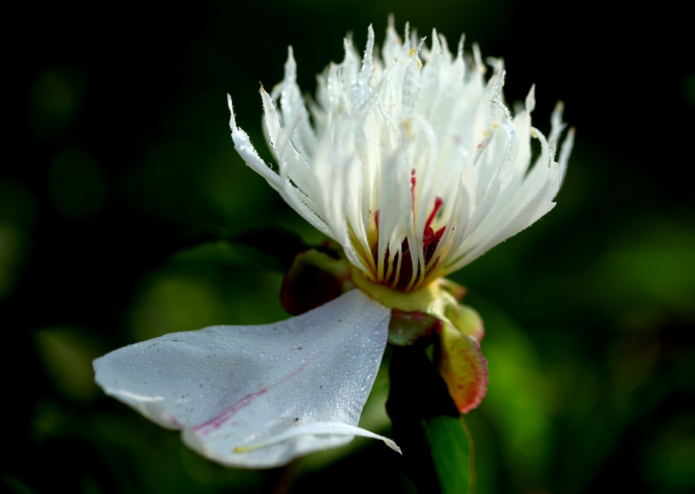 芍药花一组