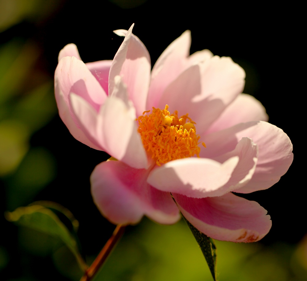 芍药花一组