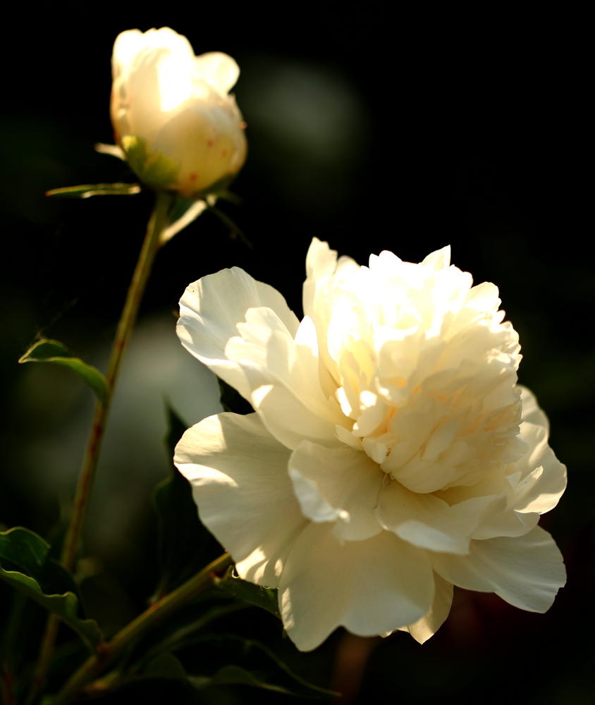 芍药花一组