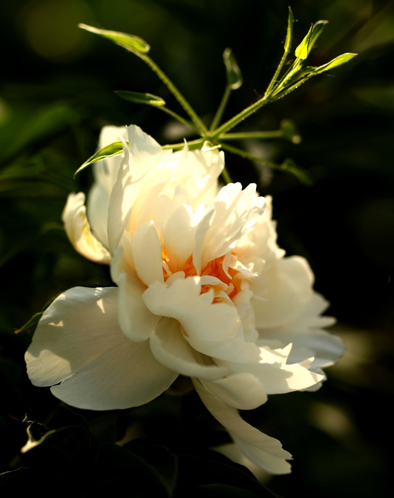芍药花一组