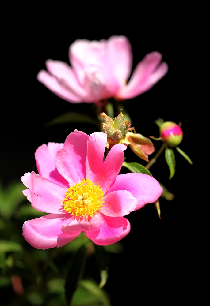 芍药花一组