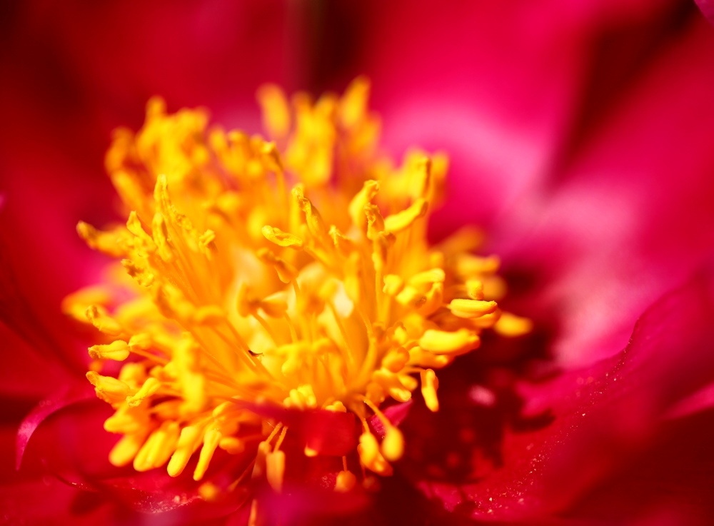 芍药花一组