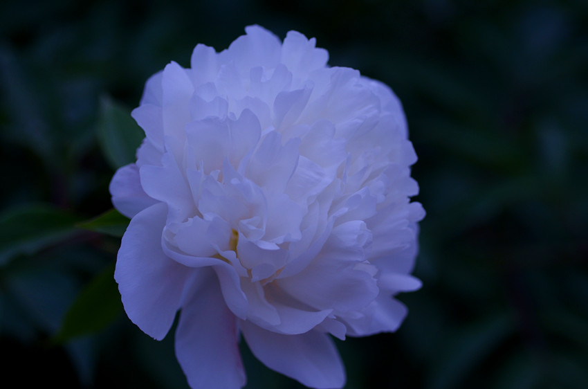 美艳芍药花