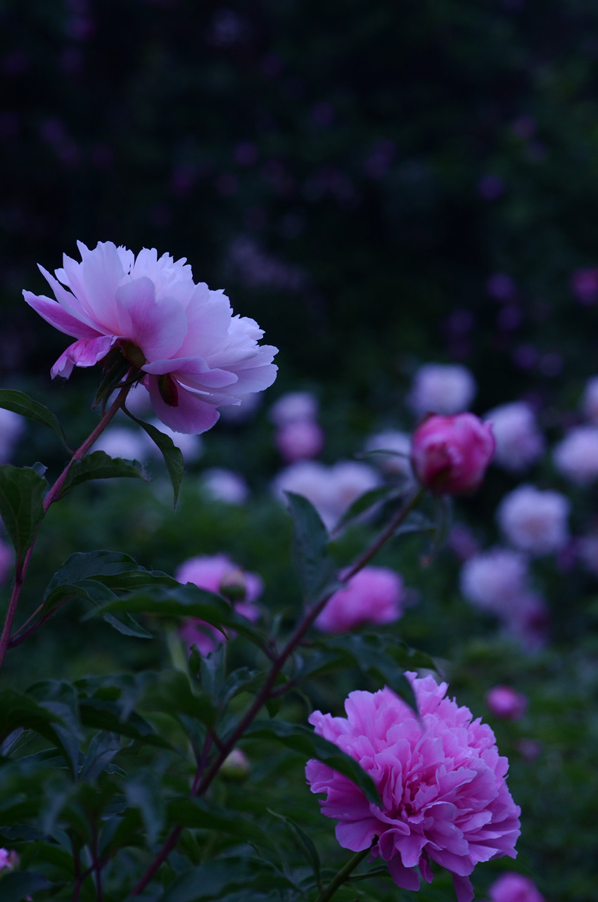 美艳芍药花