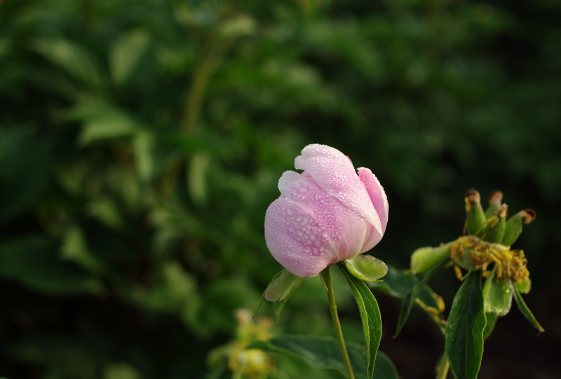 清晨芍药几张