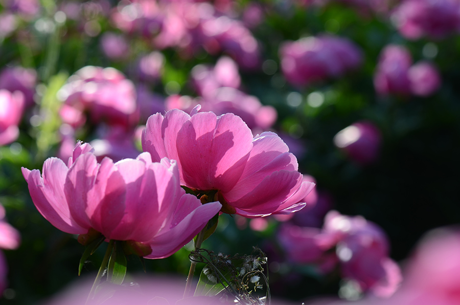 芍药花儿开