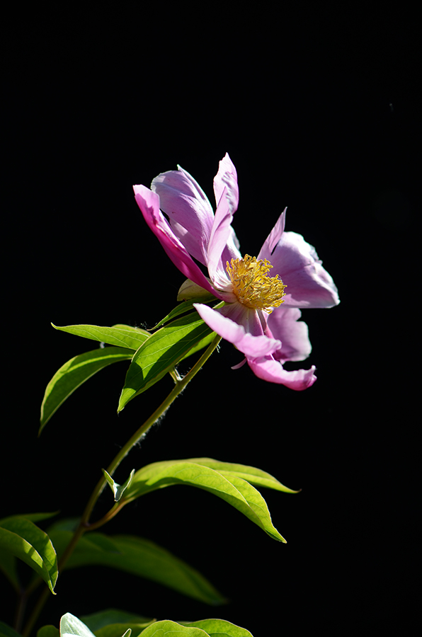 芍药花儿开