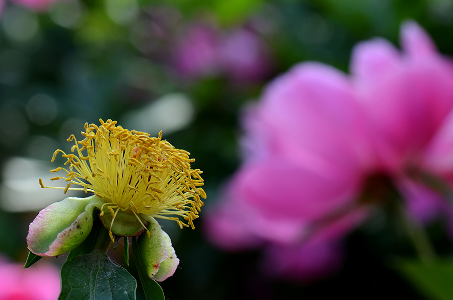 芍药花儿开