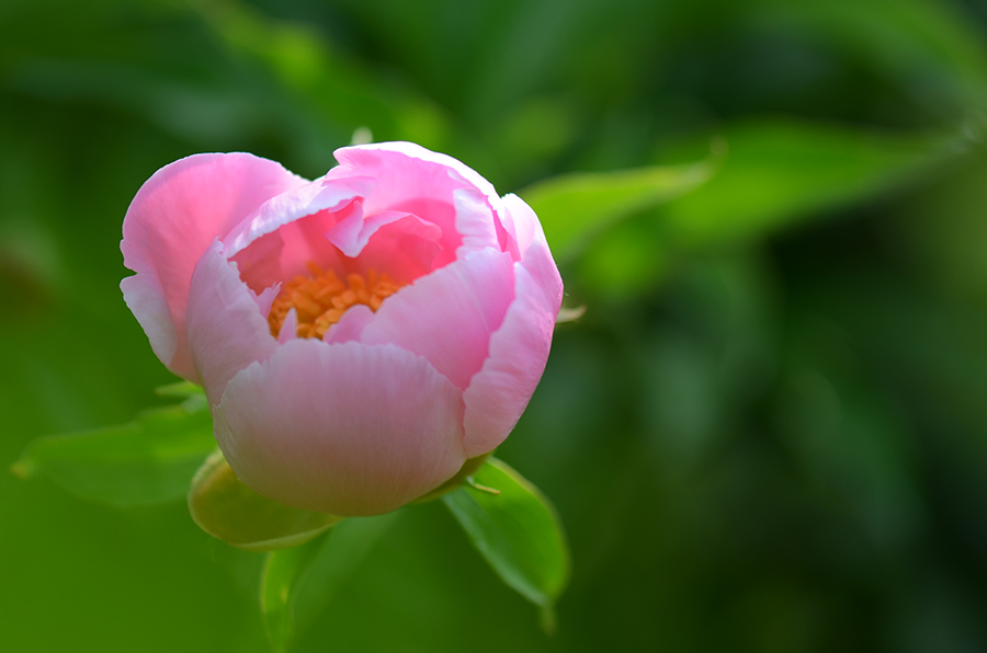 芍药花儿开