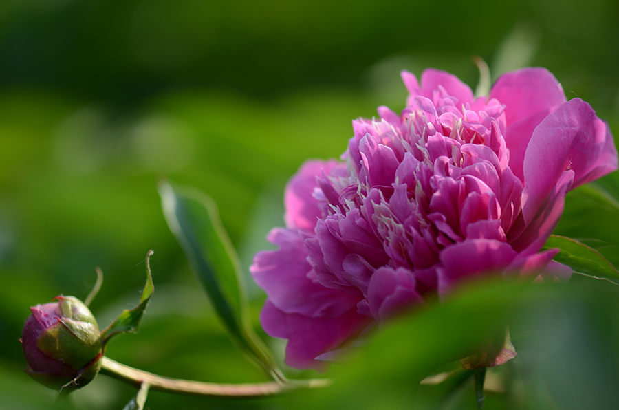 芍药花儿开