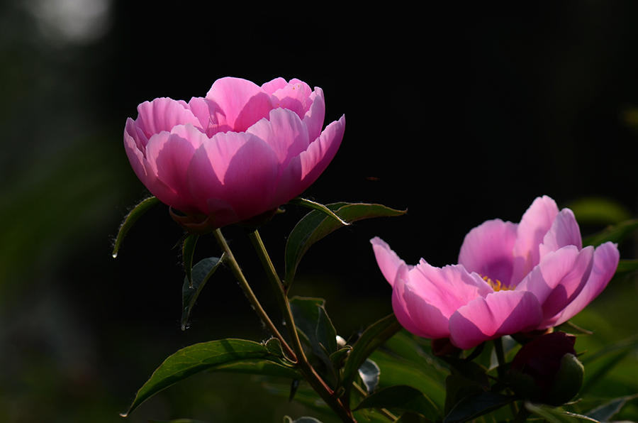 芍药花儿开