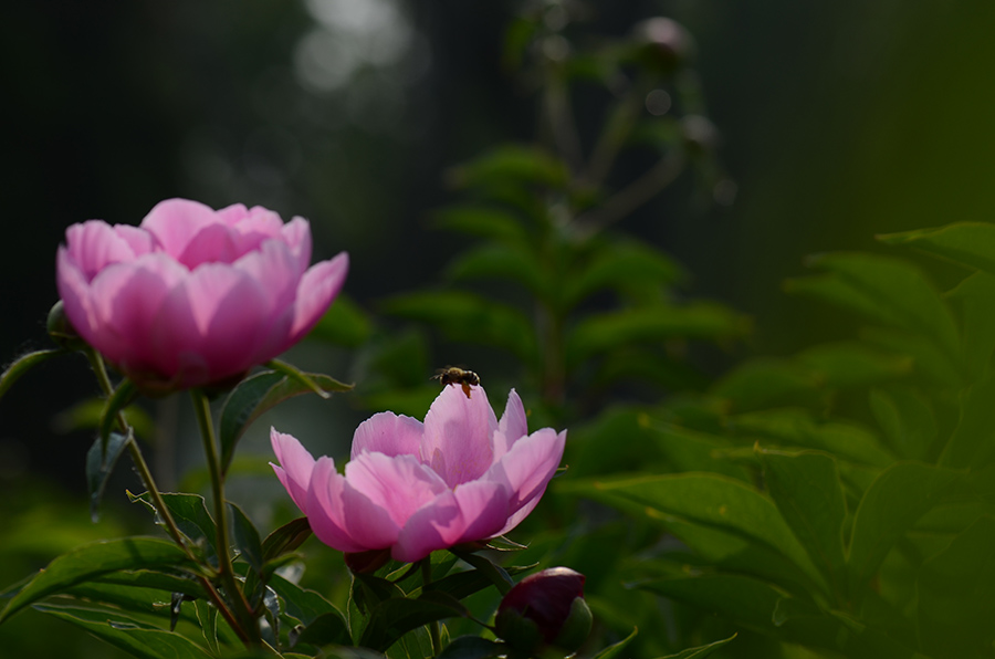 芍药花儿开
