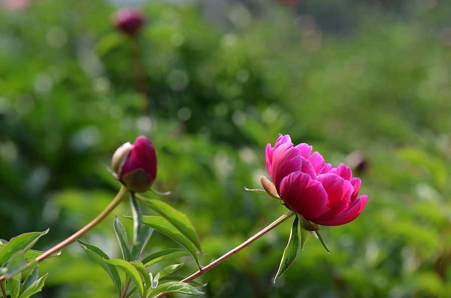 芍药花儿开