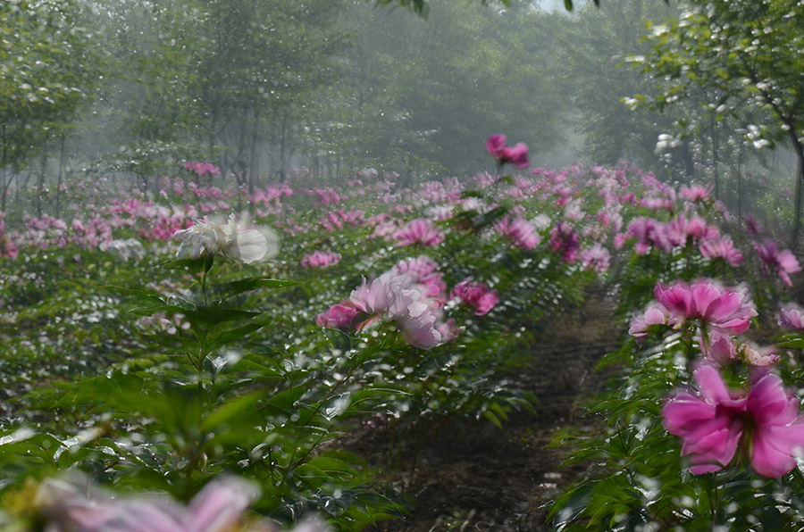 芍药花儿开