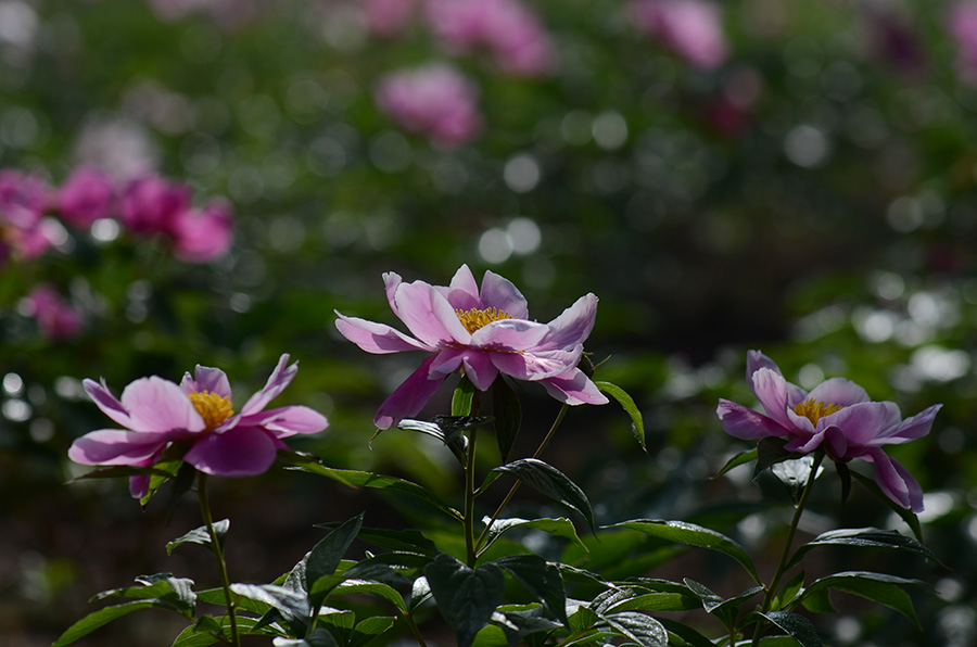 芍药花儿开