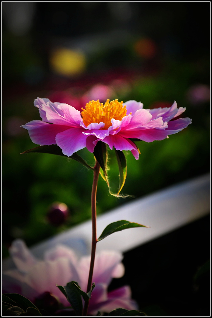 几张芍药花——登星家具随拍