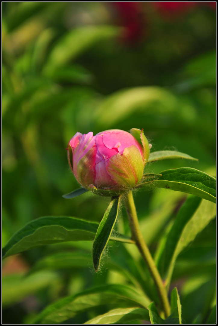 几张芍药花——登星家具随拍