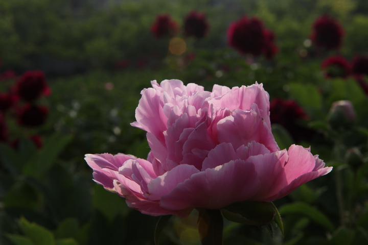 登星家具  拍牡丹芍药