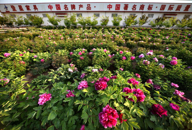 登星家具  拍牡丹芍药