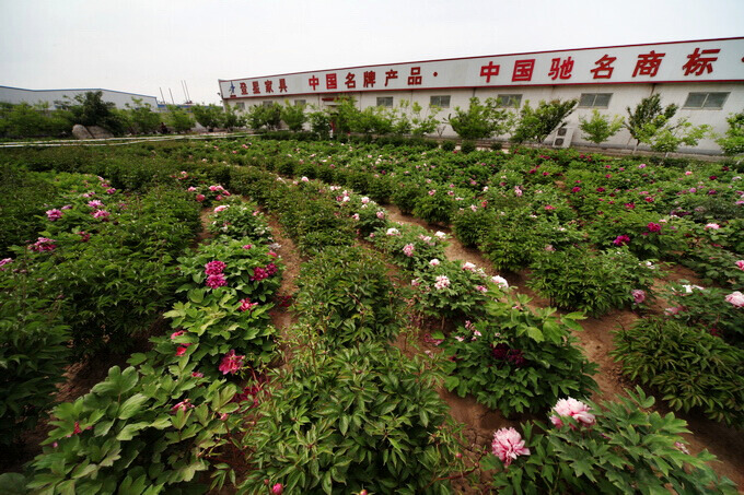 登星家具  拍牡丹芍药