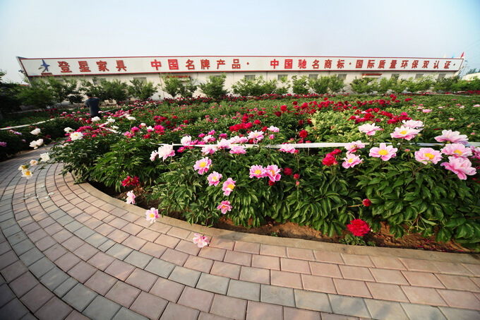 登星家具  拍牡丹芍药