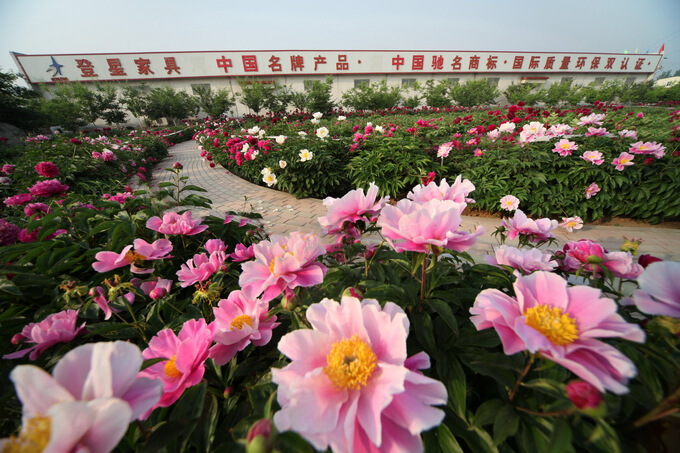 登星家具  拍牡丹芍药