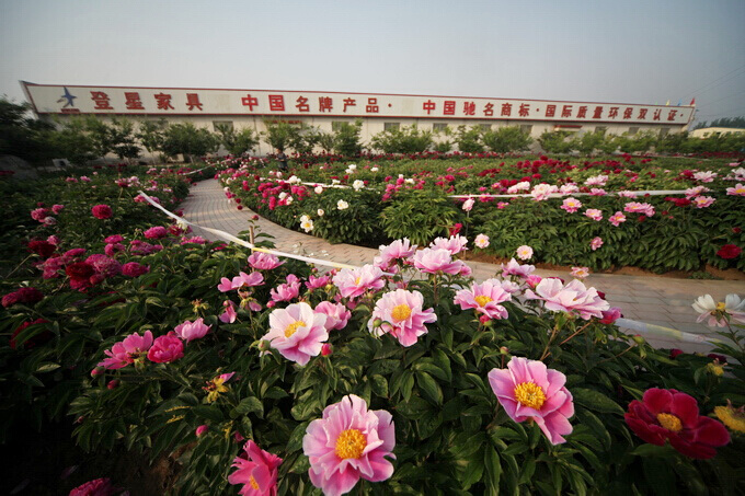 登星家具  拍牡丹芍药