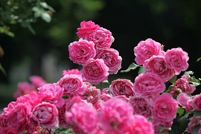 繁花