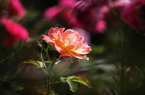 繁花