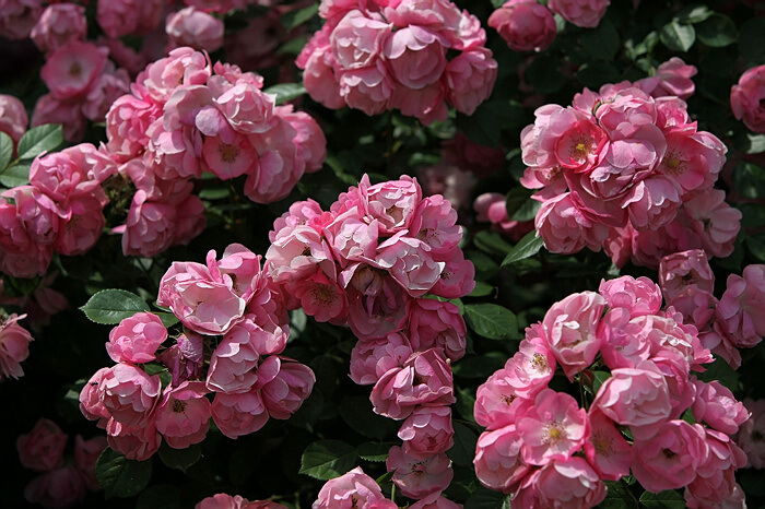 繁花