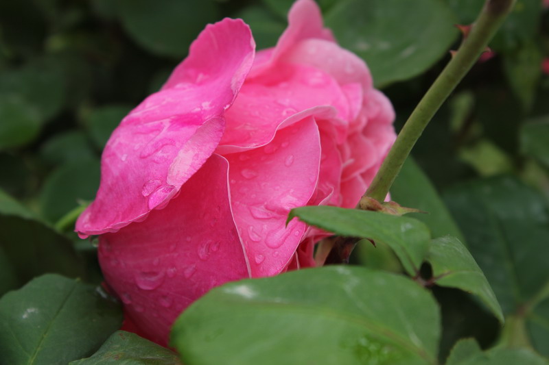 雨后的美丽