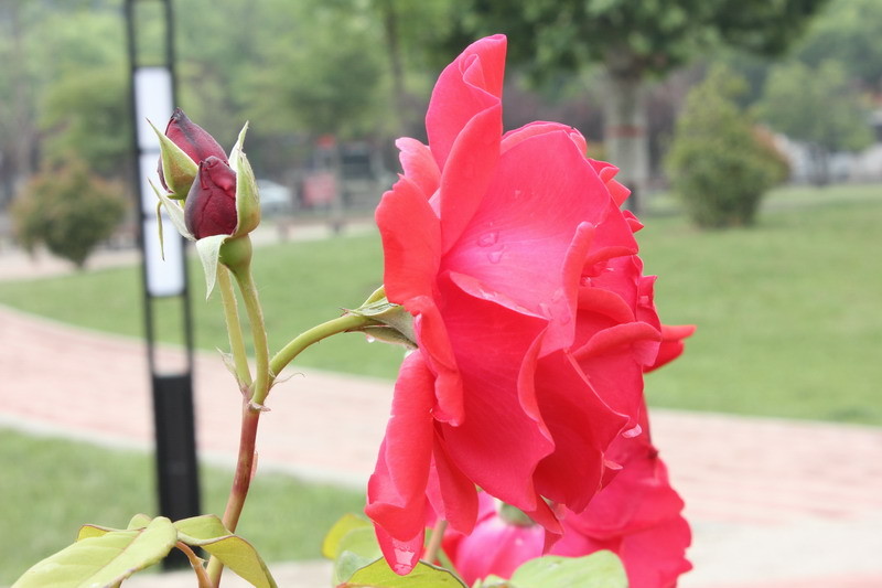 雨后的美丽