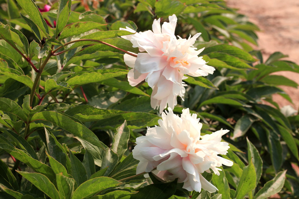芍药花开亦娇艳