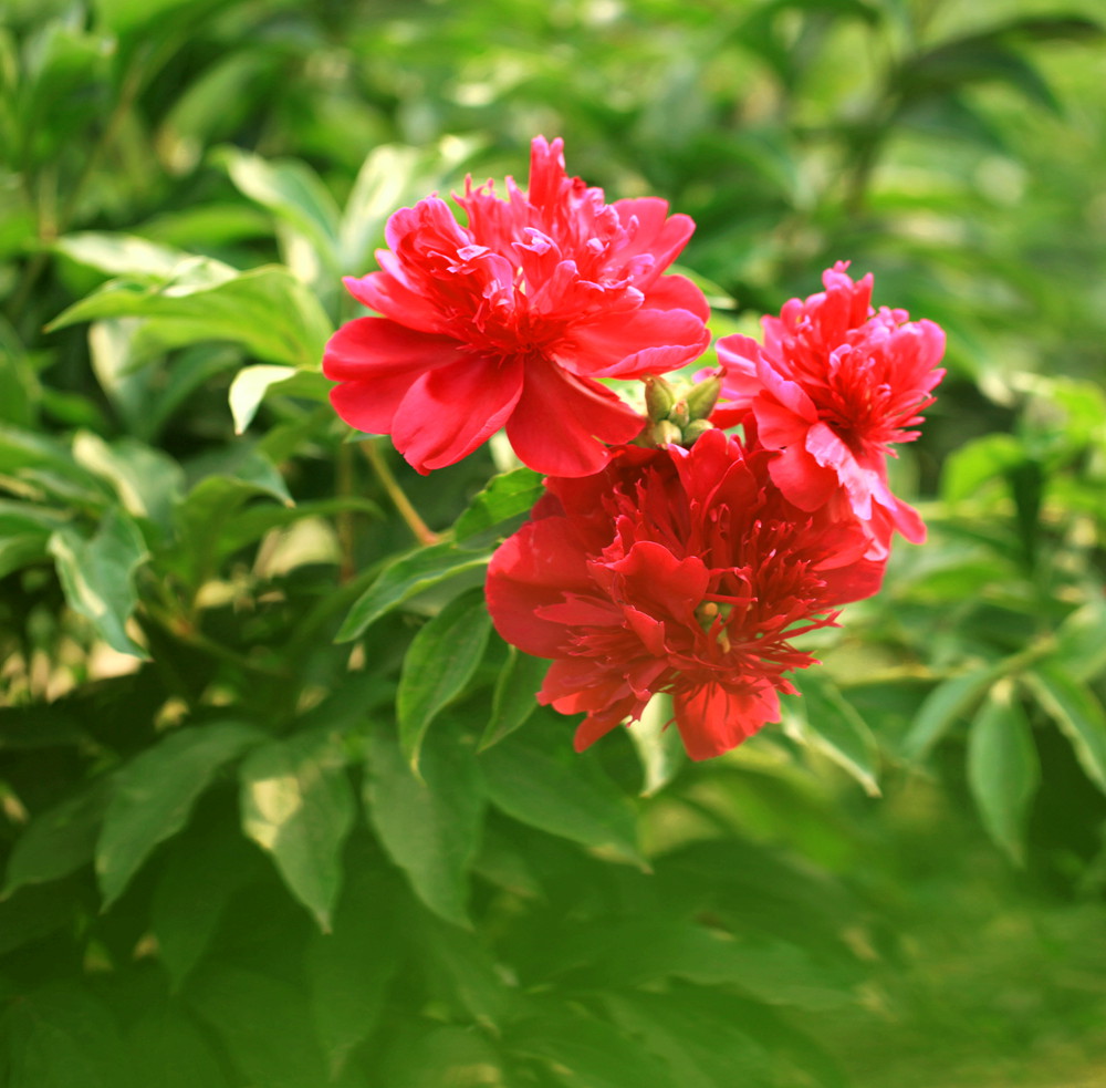 芍药花开亦娇艳