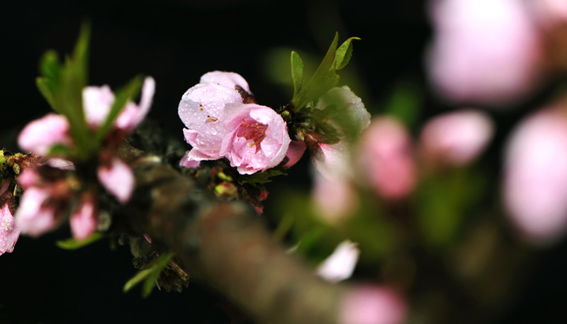 新蕾春色