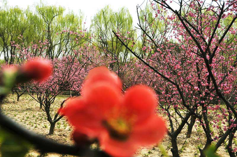 新蕾春色