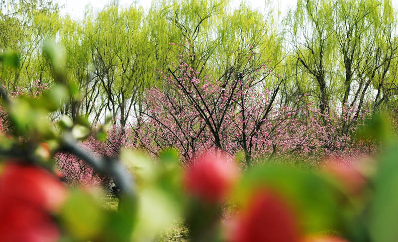 新蕾春色