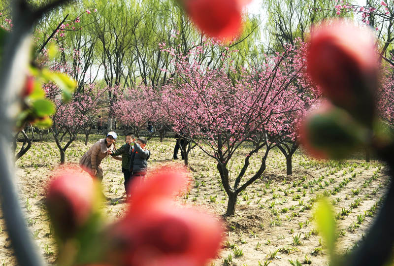 新蕾春色