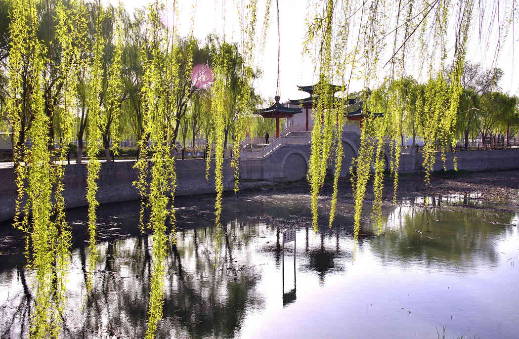 春染新蕾