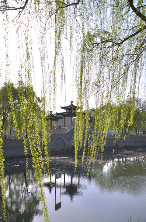 春染新蕾